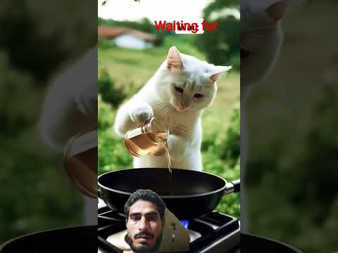 #cute #funny #funnycats #catcooking #cat