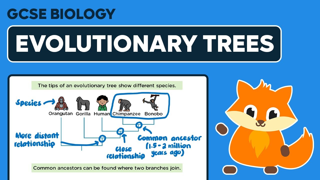 Evolutionary Trees - GCSE Biology