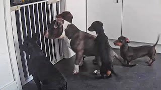Mom sets up camera to see how dachshund keeps ‘escaping’ over baby gate by Did You Know Animals?