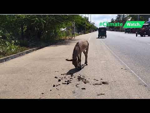 The Disappearing Donkeys | බූරුවන් වඳවී යාමේ තර්ජනය | அழியும் கழுதையினங்கள்
