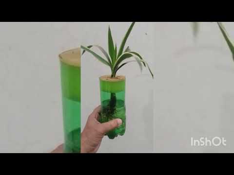 #small #hydrophonic #20:20:20 all plants in small hydroponic system 20:20:20 solution