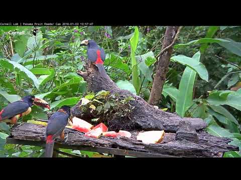 Five Collared Aracaris Forage On Fruit In Panama – Jan. 3, 2018