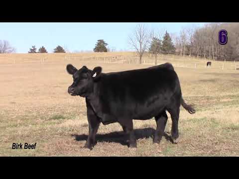Birk Beef Lot 6