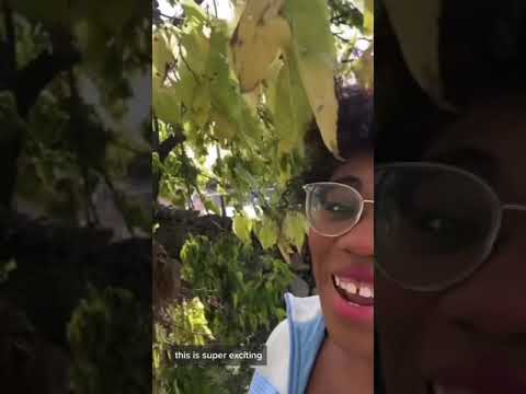 HACKBERRY - AKA TREE CANDY 🍭