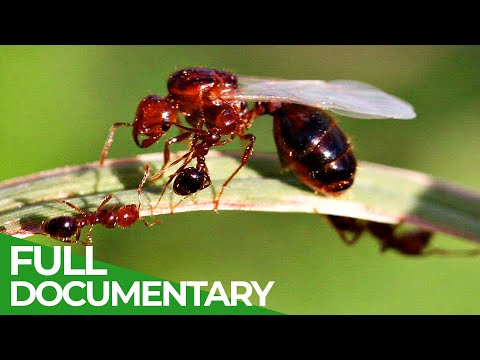 Unstoppable Invaders The Red Imported Fire Ant