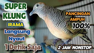 Download lagu Perkutut Lokal Gacor Suara KLUNG Besar IRAMA pancingan Ampuh bikin cepat Bunyi mp3 Download lagu Perkutut Lokal Gacor Suara KLUNG Besar IRAMA pancingan Ampuh bikin cepat Bunyi mp3