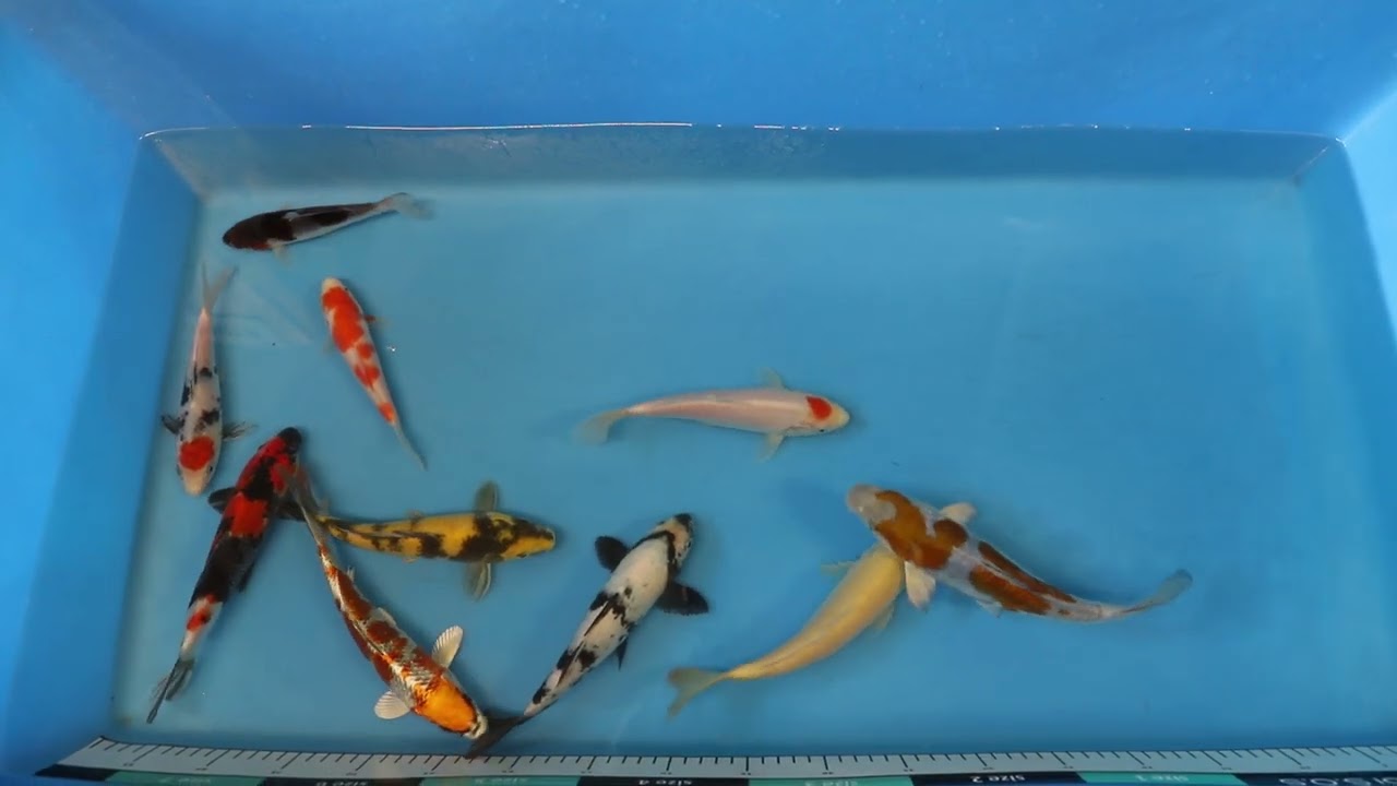 Join Our Weekly Japanese Elite Koi Auction Livestream -  09th of March