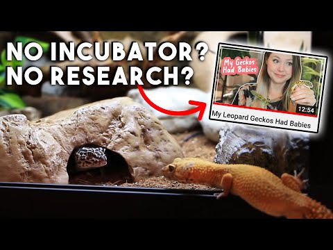 How NOT To Breed Your PET Leopard Geckos | REACTION