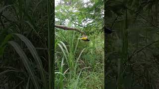 Download lagu cara pikat sogon supaya jantan nya aja yang dapet mp3