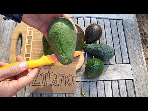 Zutano avocado: a profile