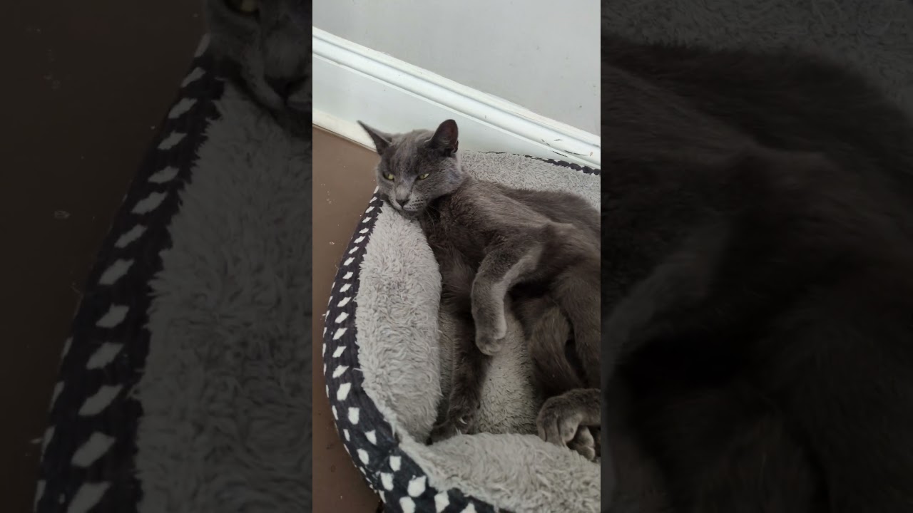 Enlarge SLATOR, a Adoptable Russian Blue in Charlotte, NC video 3/4