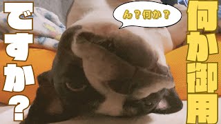 たまに愛犬に恐怖を覚えます😂