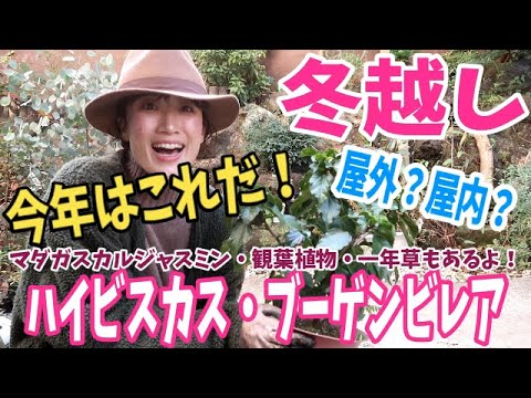 冬のブーゲンビリアの飼い方は？どこに置き、どのような越冬をすれば健康に保てますか？  庭園