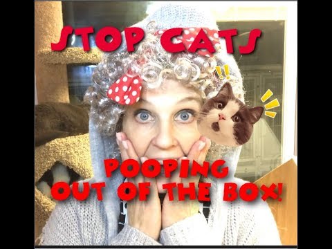 How To Stop Your Cat From Pooping Outside The Litter Box