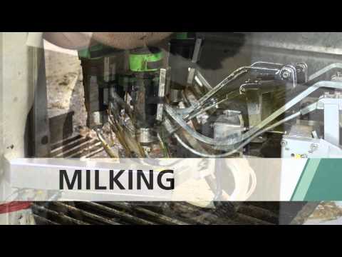 GEA Farm Technologies - MIone Multi-Box Automated Milking System