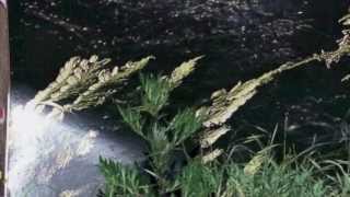 Yitzhak Yedid : Myth Of The Cave / Imaginary Ritual (Third Movement)