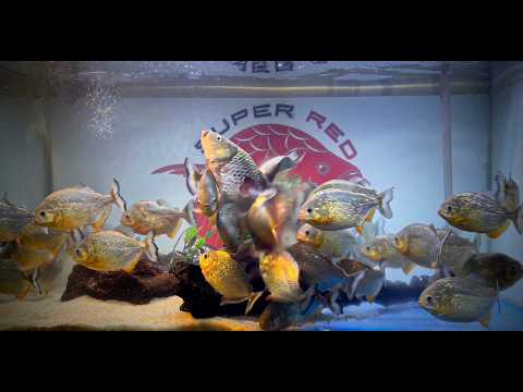 Piranha Feeding Frenzy: Not Just Chaos, But a Plan.