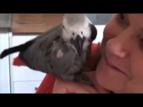 Papegojan Jackolina pratar dalmål