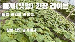 밀양 들깨(깻잎) 재배 현장 방문 - 토양 관리의 중요성