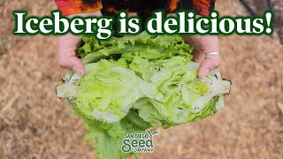 You&#39;ve NEVER had iceberg lettuce like this | How to PLANT, GROW &amp; HARVEST the best green salad