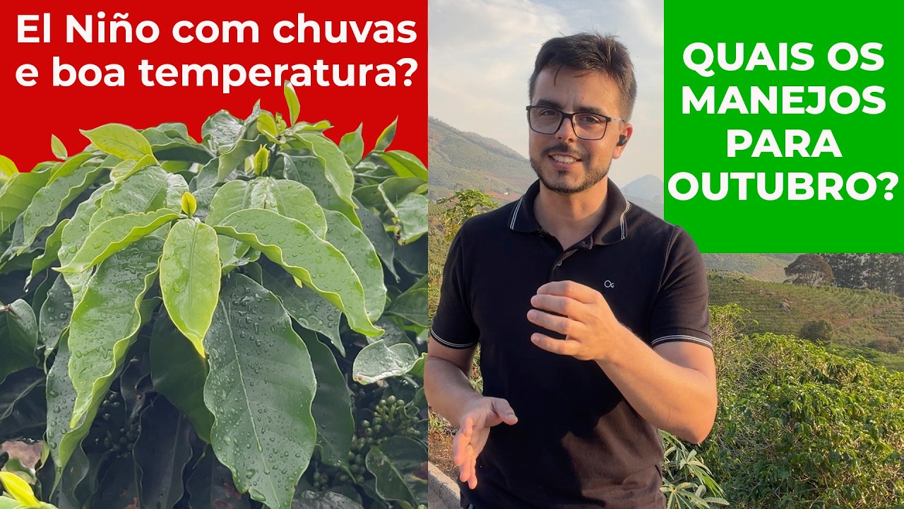 Super El Niño com chuvas e temperaturas amenas? E os Manejos do Mês de Outubro! | No Pé do Café