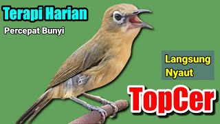 Download lagu PLECI GACOR suara Ngalas! BURUNG PLECI Mriwik Gacor merangsang PLECI BAHAN ikut mriwik sampai BUKPAR mp3 Download lagu PLECI GACOR suara Ngalas! BURUNG PLECI Mriwik Gacor merangsang PLECI BAHAN ikut mriwik sampai BUKPAR mp3
