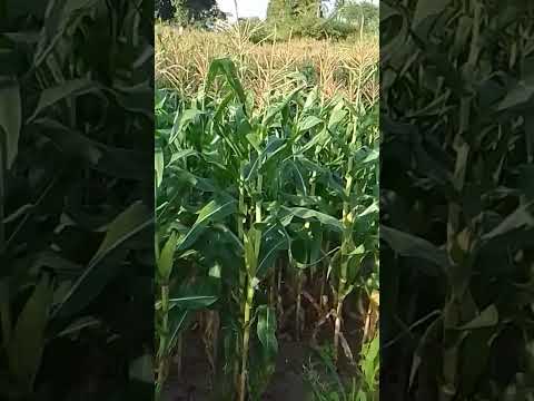 #Brasil 🇧🇷 Agronegócio #distrito da cidade Conceição da Feira Bahia #YouTube/@marciafeitosa6736