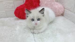 ラグドールの動画01