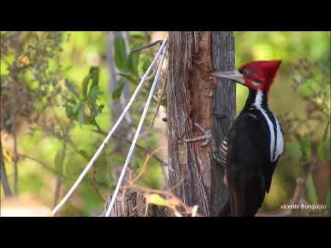 6 espécie de pássaros pássaros da natureza