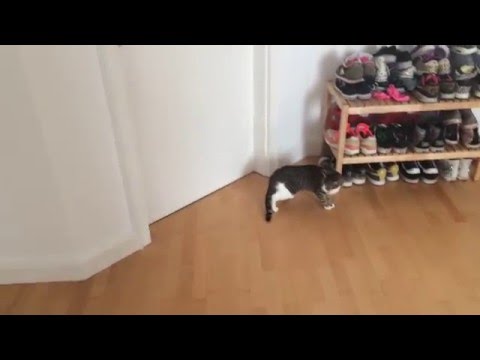 Katzenzusammenführung falsch gemacht