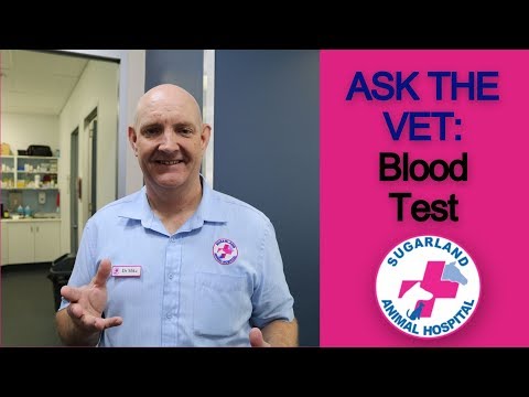 ASK THE VET: Why does my pet need a blood test before surgery?