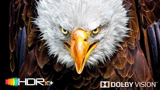 You Won't Believe it but it's Real 4K Video HDR Dolby Vision - 8K Video ULTRA HD