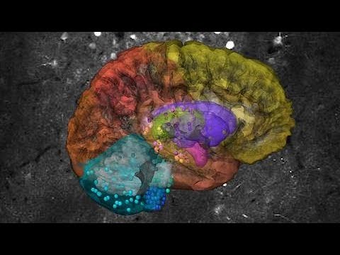 Making Sense of How Our Brains Form Decisions