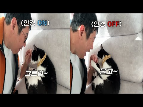 집사 안경 벗었더니 못 알아보고 본색 드러내는 인성 논란 고양이ㅋㅋ