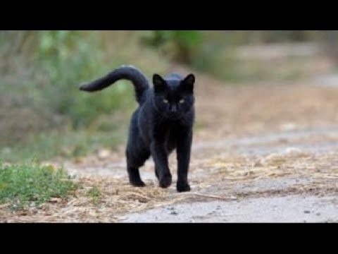 Nëse macja e zezë na pret rrugën, a duhet të ndërrojmë rrugë? - Dr. Imam Ahmed Kalaja