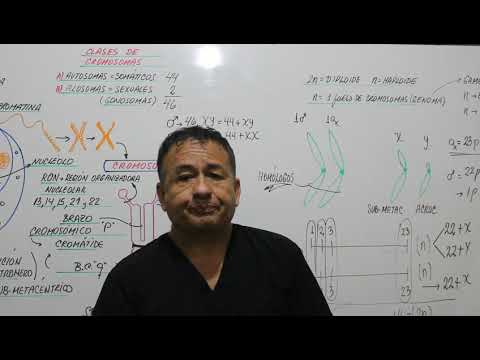 CICLO CELULAR - INTERFASE - G1 - S -G2 - CENTROSOMAS - NÚCLEO CELULAR INTERFASICO -