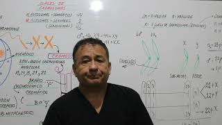 CICLO CELULAR - INTERFASE - G1 - S -G2 - CENTROSOMAS - NÚCLEO CELULAR INTERFASICO -