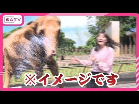 YouTube Video 「うわああああ！水を掛けられました」　国内最高齢メスのアジアゾウ「ダンボ」の還暦祝い　静岡・日本平動物園