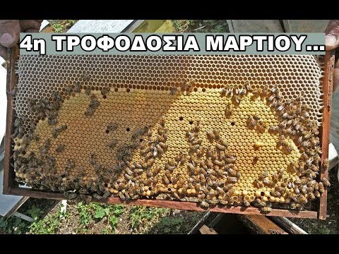 , title : '4η τροφοδοσία μελισσιών: Πάμε δυνατά για τη παραγωγή!!!!'