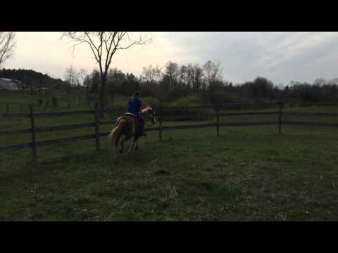 Flurry 5-9-16 Sam riding