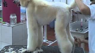 Tosa de poodle na tesoura por Simone Garotti