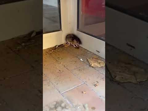 He's probably the luckiest rat on earth