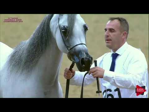 261  DYVINA - 21st Qatar National 2018