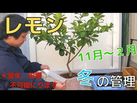 鉢植えのレモンの木は冬にどのくらいの温度に耐えることができますか?どうやって室内に持ち込むか?