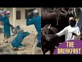 Intense Flogging Causes Outrage I P O B Announces Ban On Beef In Southeast THE BREAKFAST