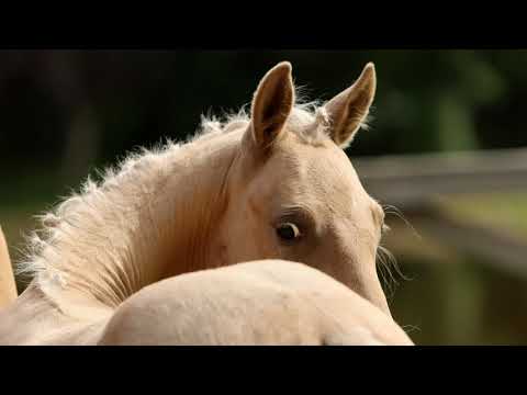 BAYLIE - SF v Cosmo Royale - Top Balino