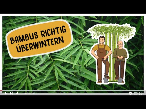 Bambus im Winter, Bambus im Kübel überwintern - 5 Tipps