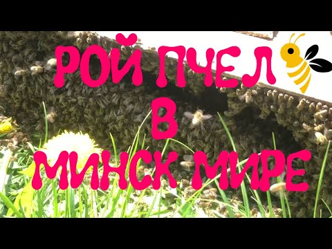 фото соберу рой пчел 0
