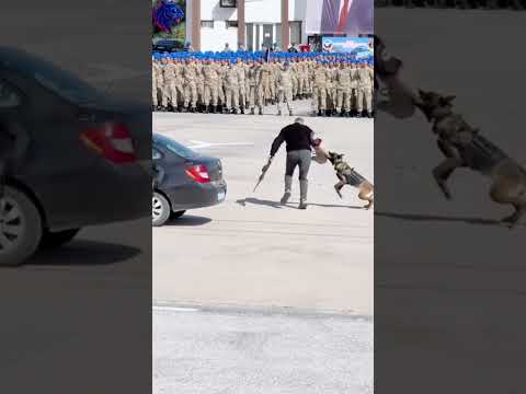 Dog squad — where loyalty meets courage. #chemforsk