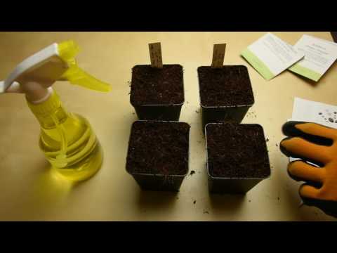 Basilikum selber aussäen: Schritt für Schritt Anleitung 🍃